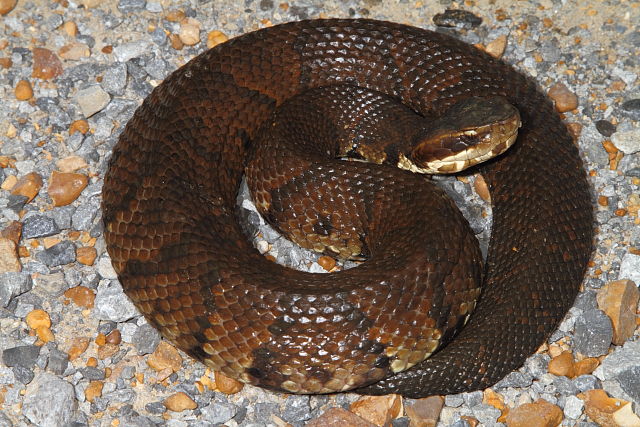 Graves County Cottonmouth September 2013.