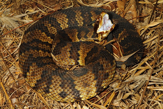 Gravid Gaping Calloway Cottonmouth September 2013.