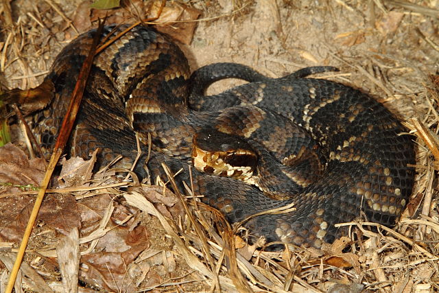 In-Situ Gravid Female September 2013.