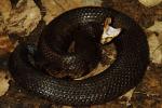 Gaping Male Cottonmouth From Hopkins County September 2013.