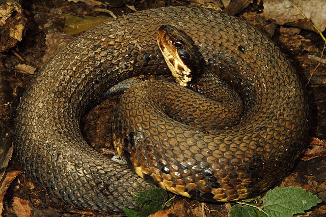 Male Cottonmouth From Hopkins County September 2013.