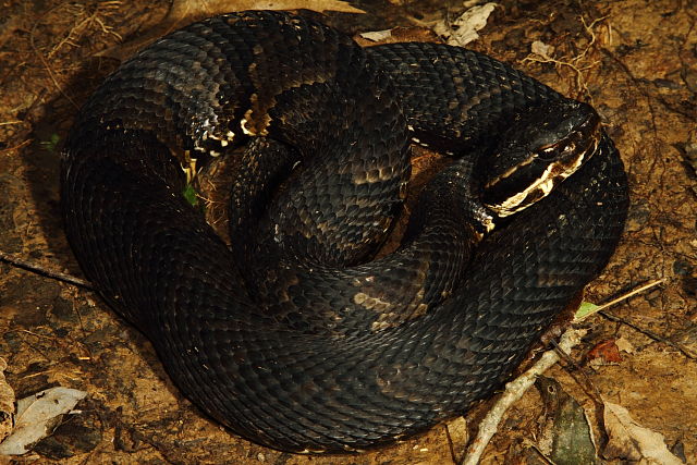 Gravid Female Cottonmouth From Calloway County September 2013.