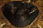 Gravid Female Cottonmouth From Calloway County September 2013.