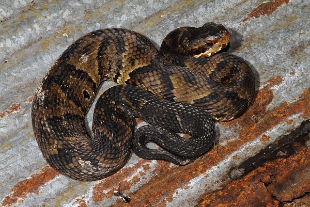 Gravid Female Basking On Metal September 2013.