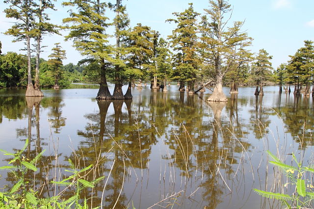 A West Kentucky Slough Habitat September 2013.