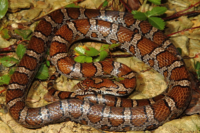 Eastern Milksnake Casey County Sep. 2013.