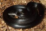 A Black Kingsnake Found September 2013.