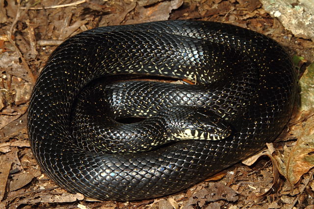 A Black Kingsnake Found September 2013.