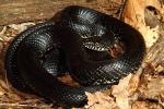 A Black Kingsnake Found September 2013.