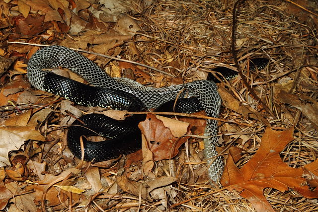 A Black Kingsnake Found As It Shed Under Metal 2013.