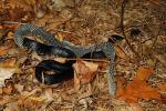 A Black Kingsnake Found As It Shed Under Metal 2013.