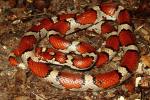 Red Milksnake Calloway County, KY 2013.