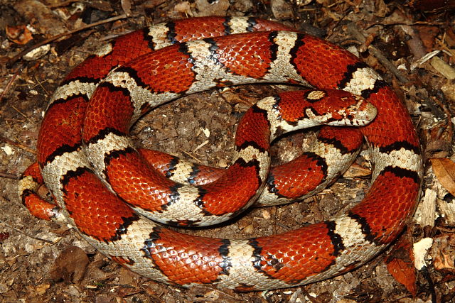 Red Milksnake Calloway County, KY 2013.