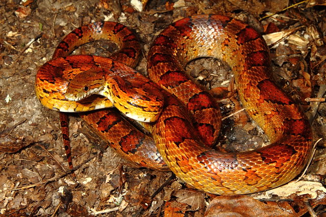 Cave Region Corn Snake 2013.