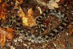 Eastern Hognose Found September 2013.