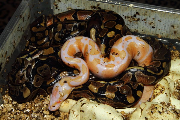 Ball Python 2013 Clutch #13 Albino Tiger X PDH SNOW Hatch 20 September.