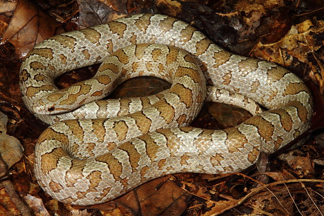 Hypo Prairie King From Hardin County 2013.