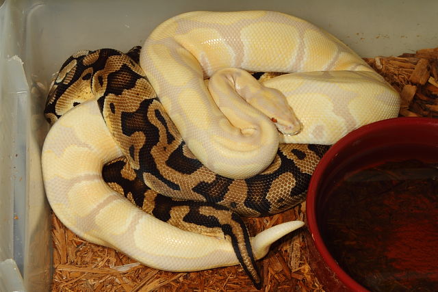 Lavander Albino Breeding Pastel Female 7 November 2013.