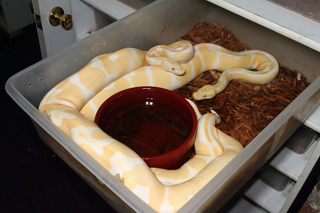 Albino Super Genetic Bandeds Breeding 2 December 2013.