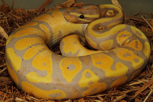 Coral Glow Het Pied Male December 2013.