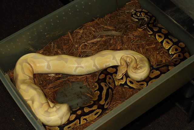 Lavendar Albino Breeds Pastel 17 December 2013.