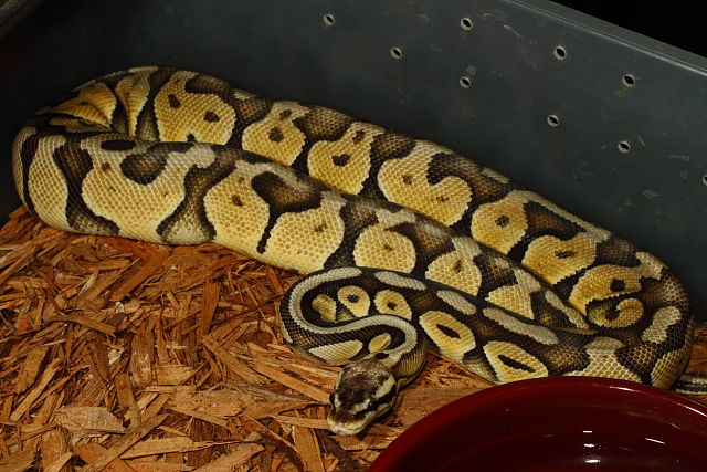 A Super Pastel Female At 18 Months Old December 2013.