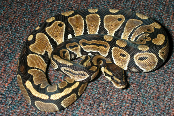 66% Het Albino 50% Het Axanthic(Snow).