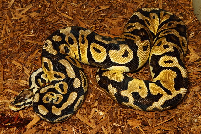 Pastel Female December 2013.