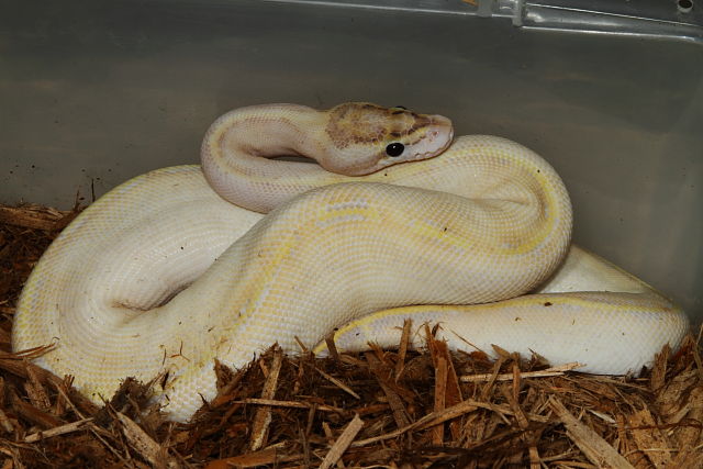 Ivory Female I Hatched And Am Raising.