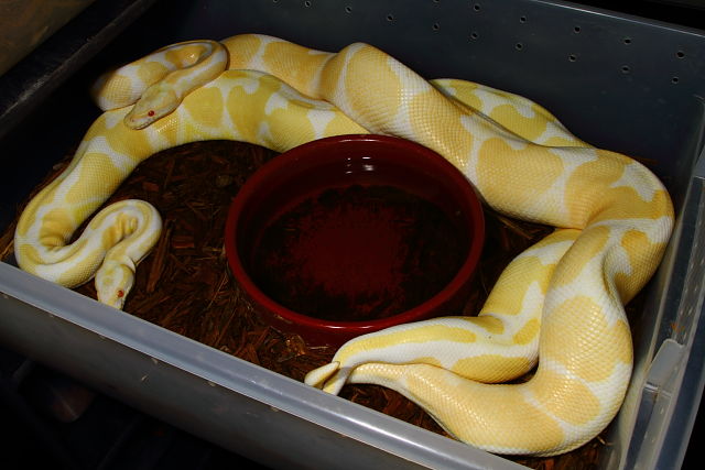 Albino Genetic Banded Breeds Albino Super Genetic Banded 23 December 2013.