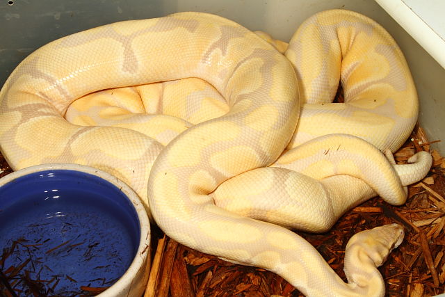 Lavander Albinos Breeding January 2014.