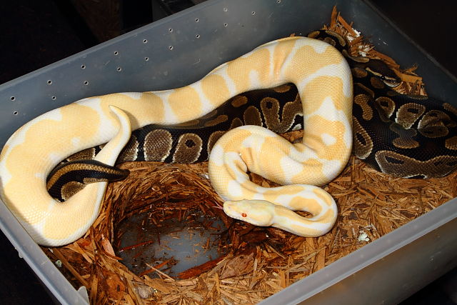 Albino Genetic Banded Breeds Het Albino 17 January 2014.