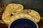 Coral Glow Het Pied January 2014.