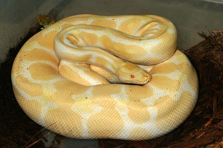 Gravid Albino Female!