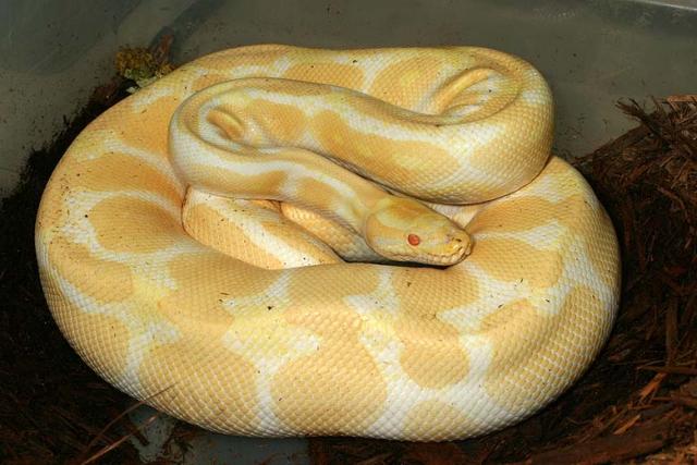 Gravid Albino Female!