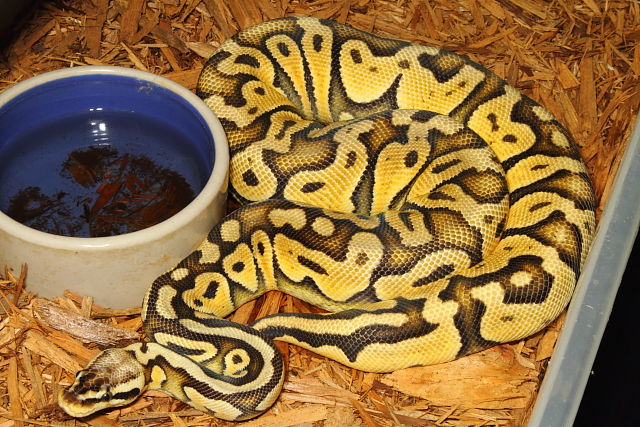 Super Pastel Female January 2014.