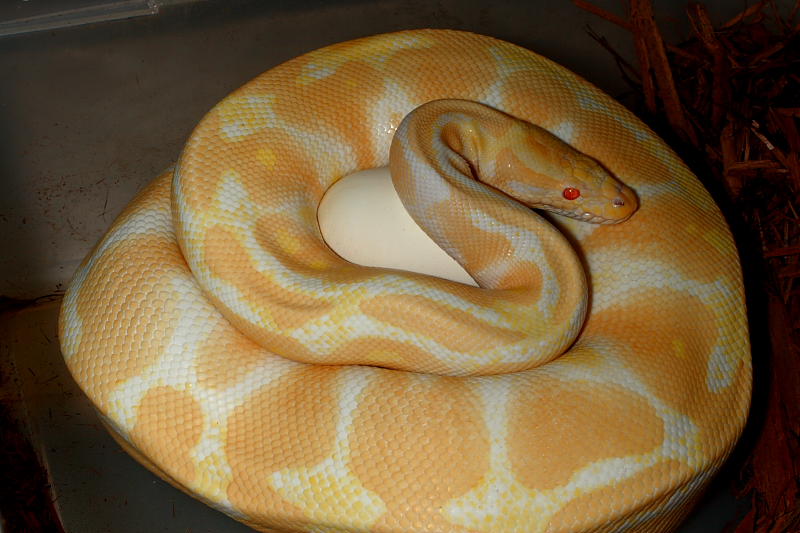 Albino Tiger Possible Het Snow.