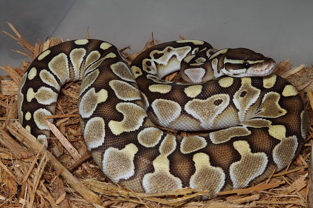 Butter Ball Python. Het Blue Eyed Luecistic.