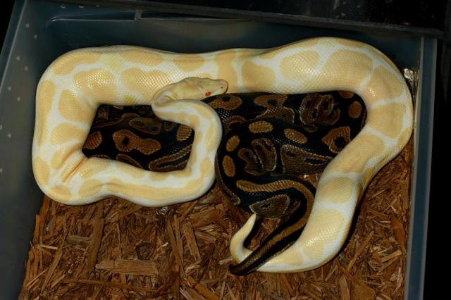 Albino Male Breeds Het Albino Female!