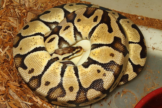 2014 Ball Python Clutch #2 Laid 29 March. Male Lavander Albino X Female Pastel.