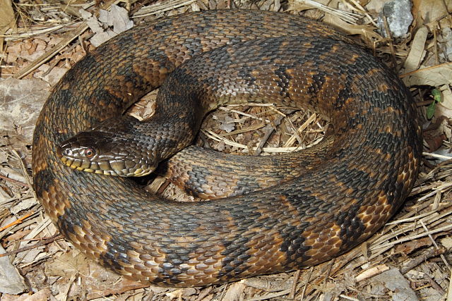 Diamondback Water Snake From Hopkins County, KY 2014.