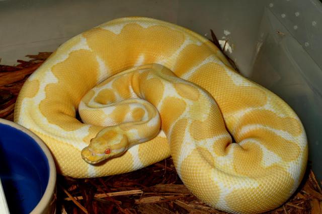 Female Albino Tiger Possible Het Snow.