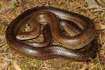 Prairie Kingsnake From Hart County, KY 2014.