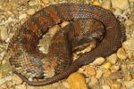 Cottonmouth In Graves County, KY 2014.