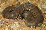 Cottonmouth In Hickman County, KY 2014.