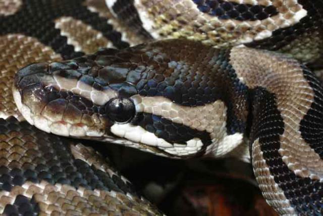 Male Axanthic Possible Het Axanthic(Snow).