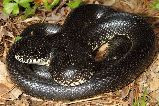 Black Kingsnake Female Bullitt County, KY 2014.