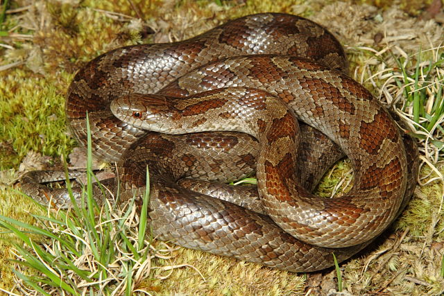 Prairie Kingsnake Female From Jefferson County, KY 2014.