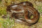 Prairie Kingsnake Female From Jefferson County, KY 2014.