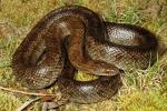 Prairie Kingsnake Female From Jefferson County, KY 2014.